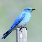 Mountain bluebird (male)