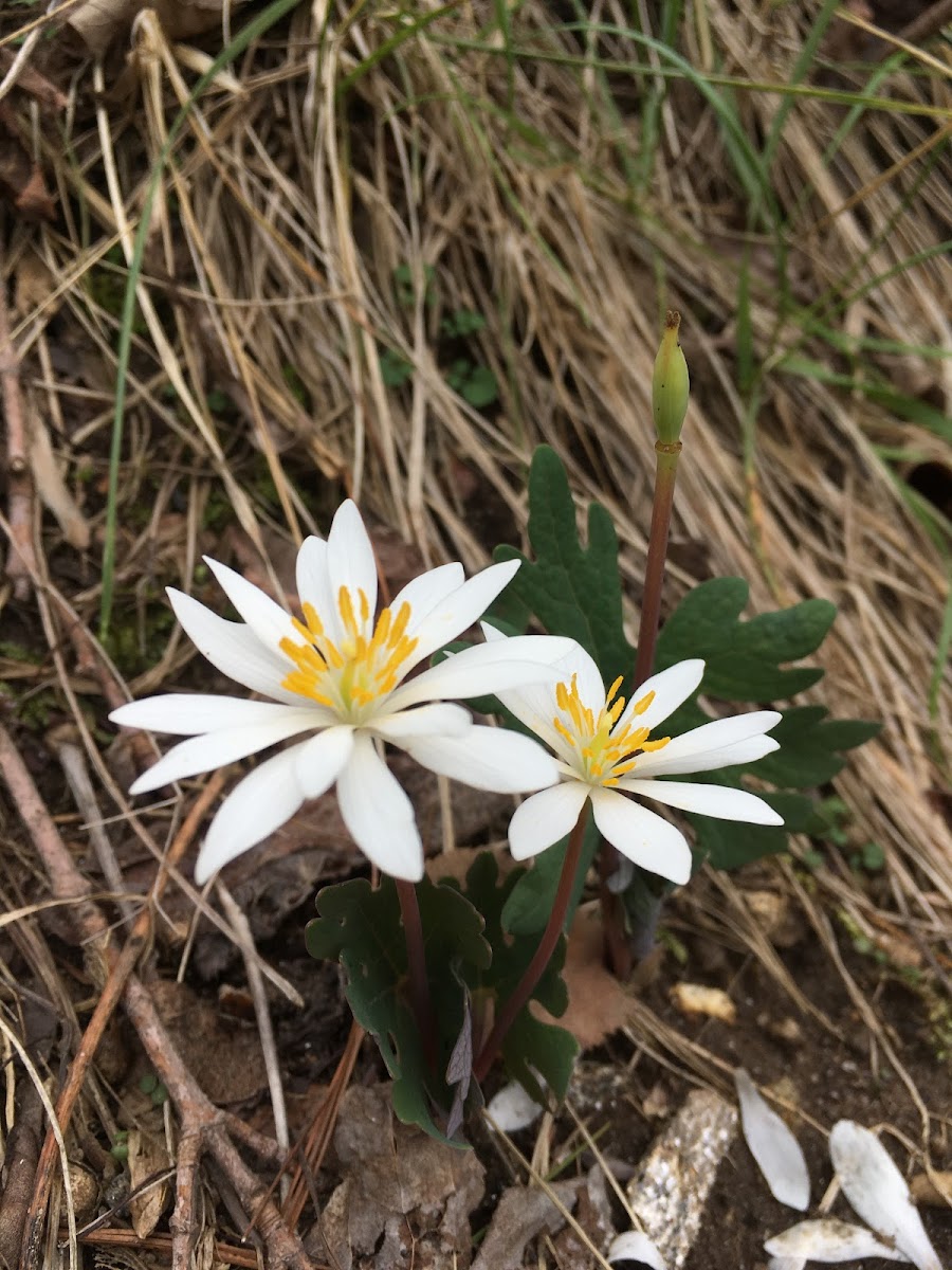 Blood Root