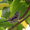 Blue-Winged Minla