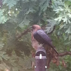 Brown-headed Cowbird - male