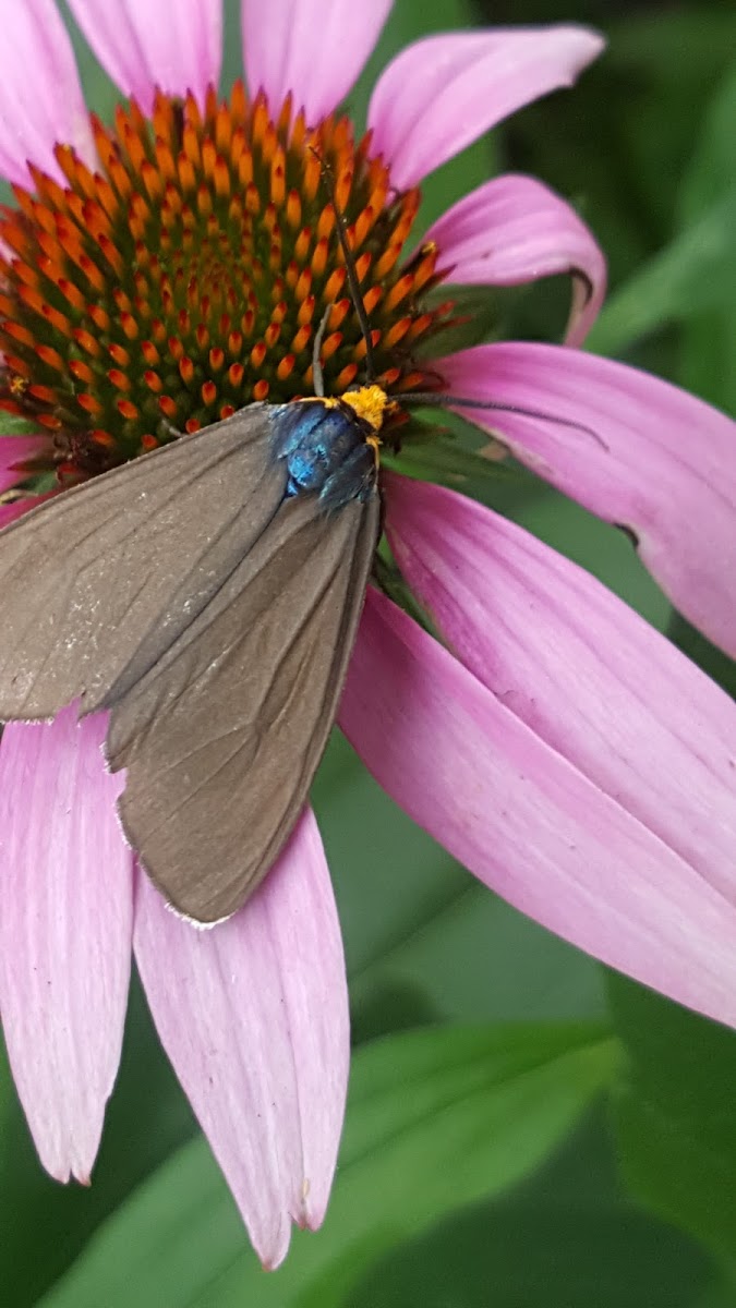 Virginia Ctenucha Moth