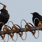 Spotless Starling; Estornino Negro