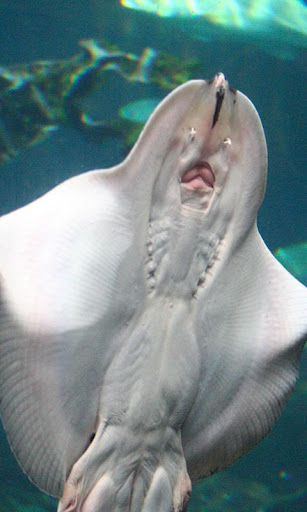Stingray Wallpaper