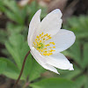 Wood Anemone