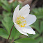 Wood Anemone