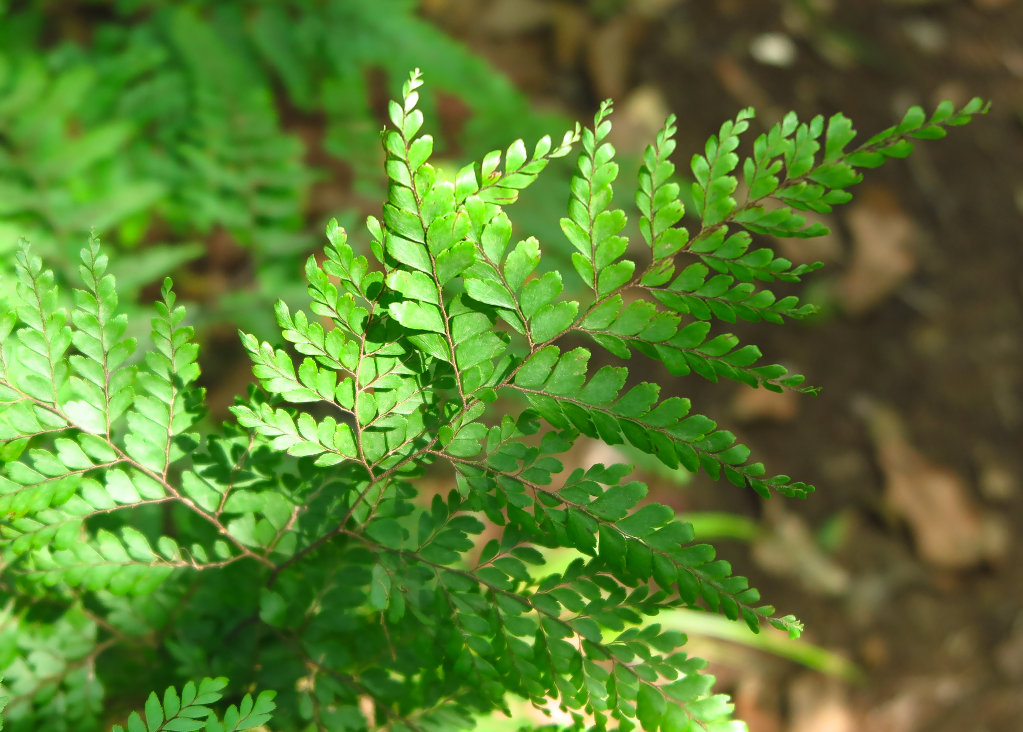 Giant Maidenhair