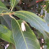 Banyan Tussock Moth, (female)