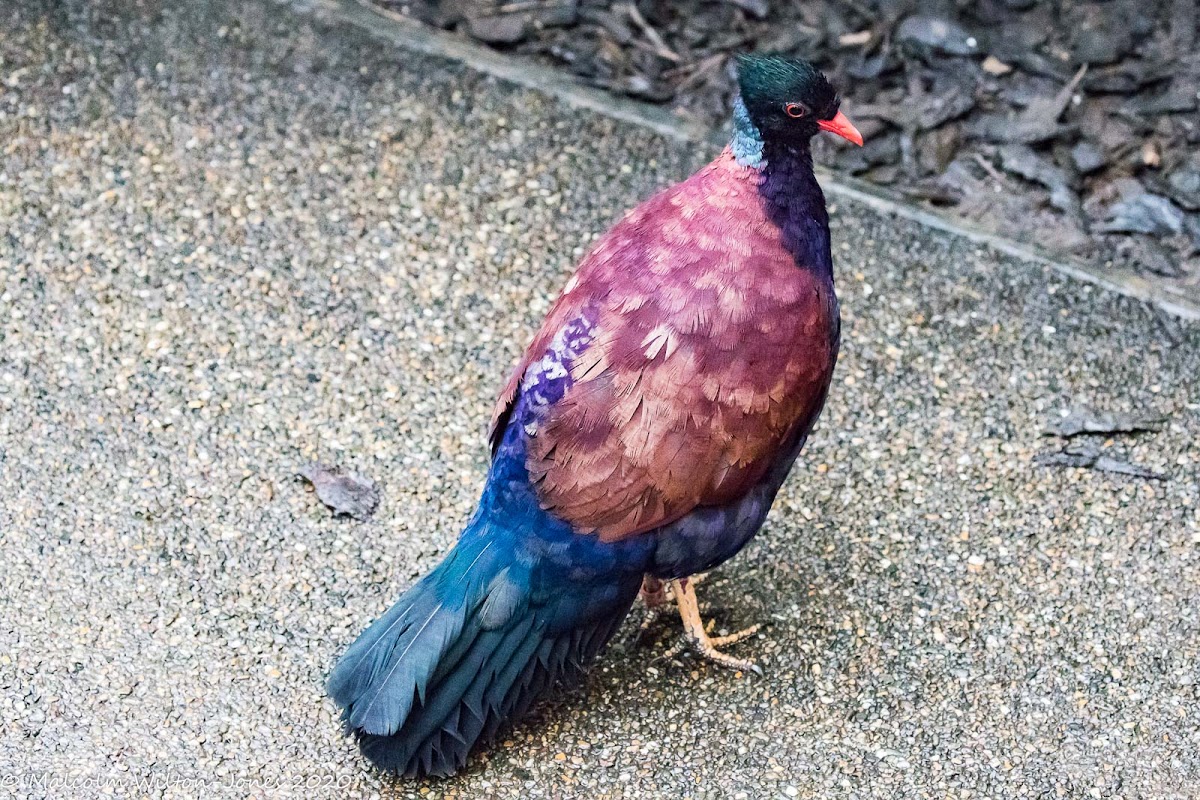 Green-naped Pheasant Pigeon