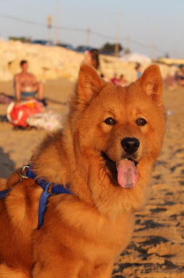 Jimmy sulla spiaggia di Ispica. di Giulia Leonardi