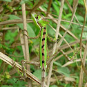 Serrated casquehead iguana