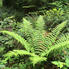 Costal wood fern