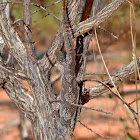 Northern Spiny Tailed Gecko