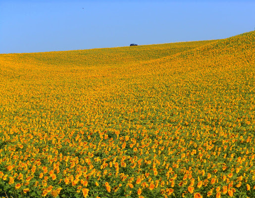 un puntino a quattro ruote di provenza