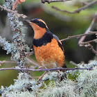 Varied thrush (Male)