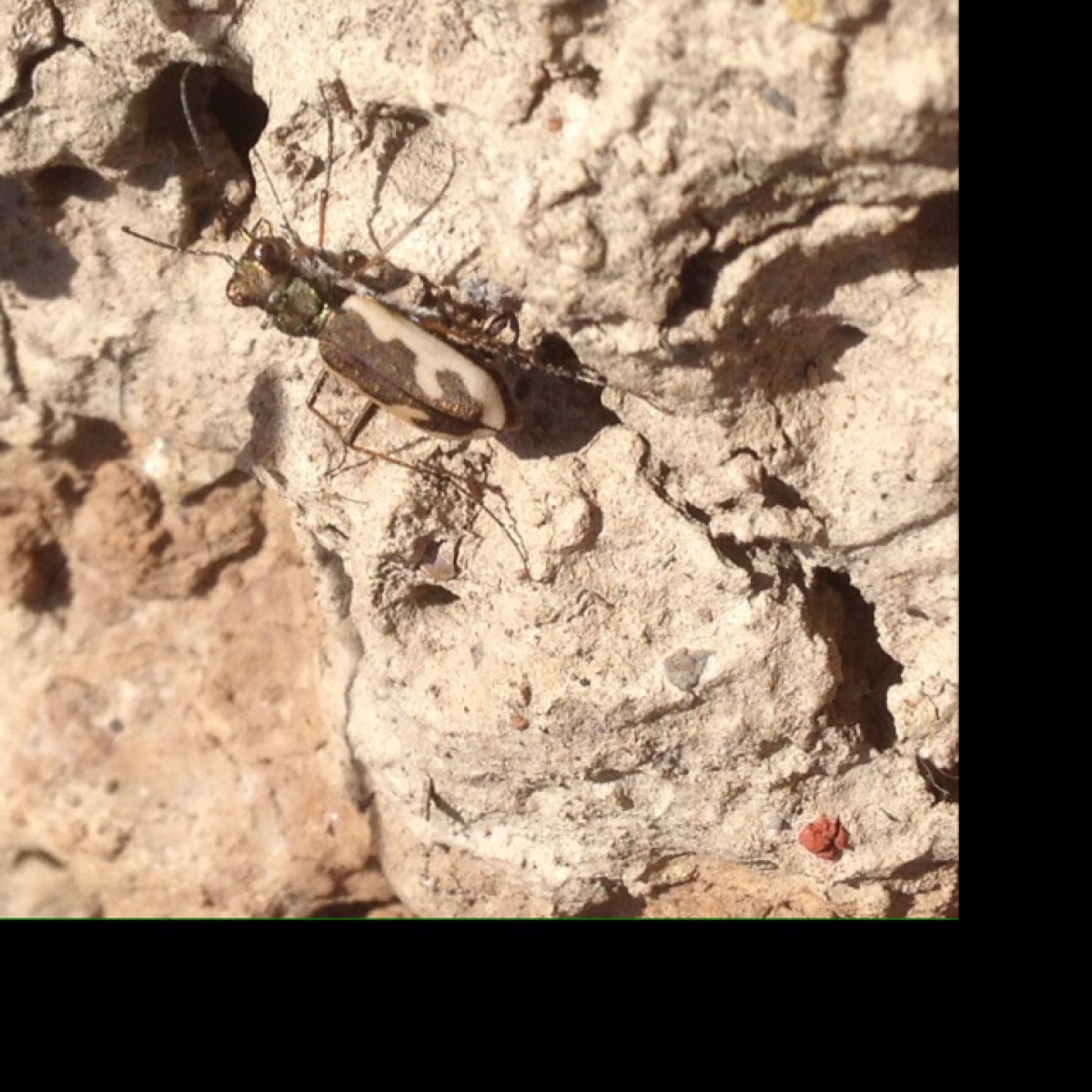 Tiger Beetle