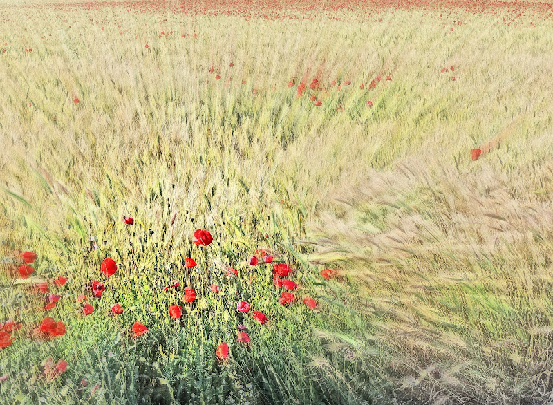 Effect poppies di Gianluca Del Bravo