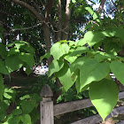 Northern Catalpa