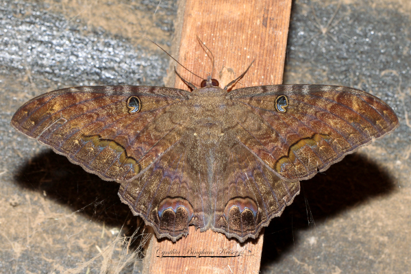 Black Witch Moth