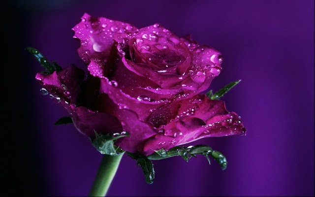 Rose Purple Nice 