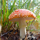 Fly agaric