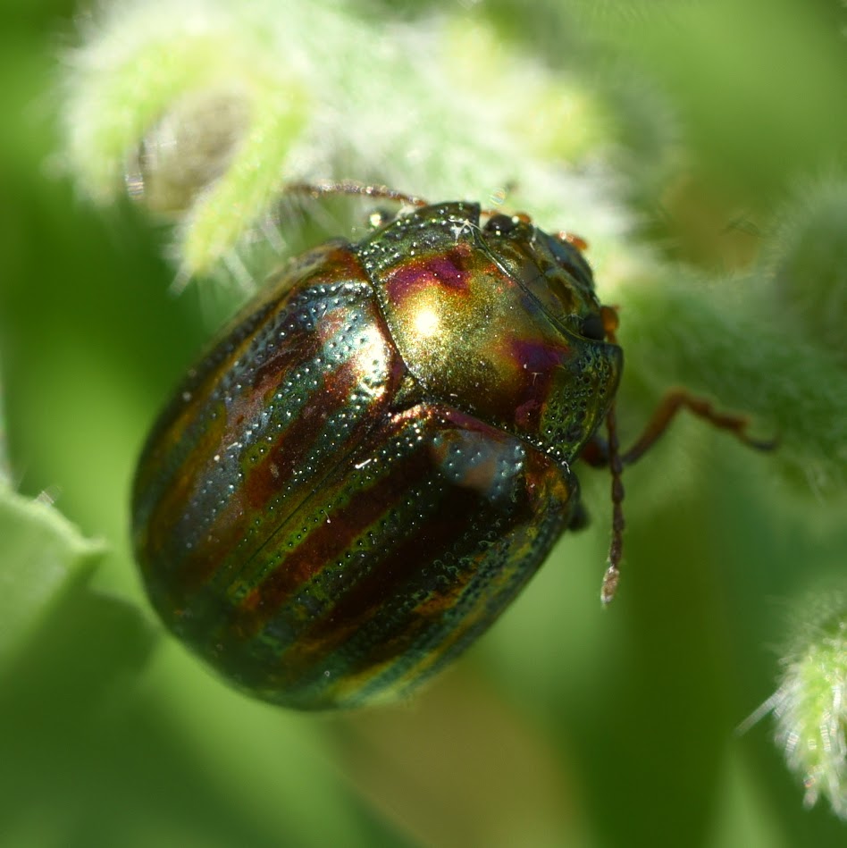 Rozemarijngoudhaantje - Chrysolina americana