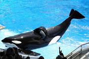 Tilikum as 