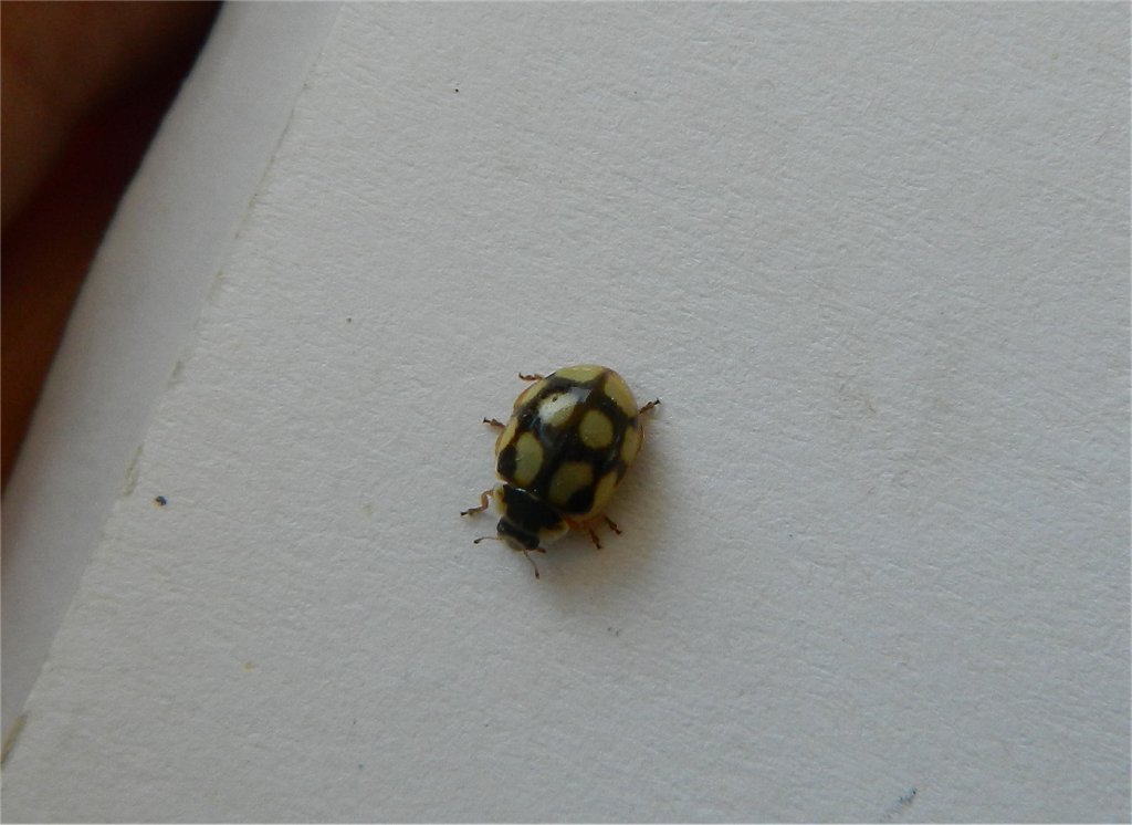 Coccinula sinuatomarginata