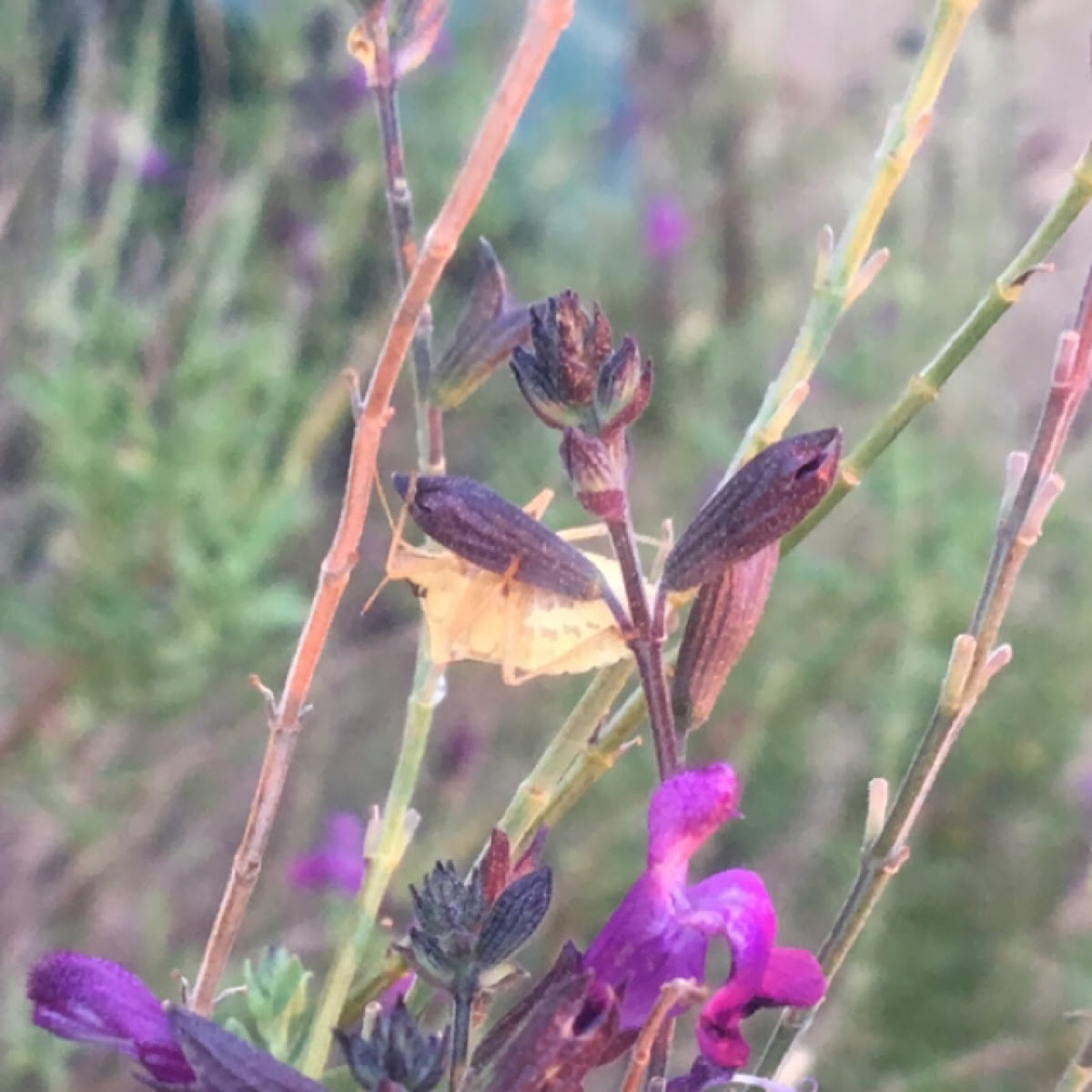 Brown Stink Bug