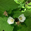 Thimbleberry