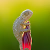 baby common chameleon