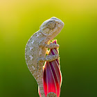 baby common chameleon