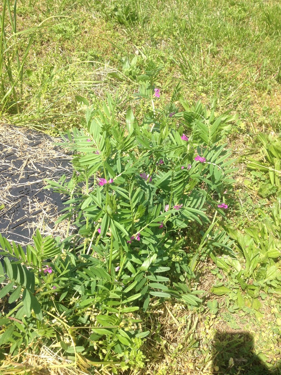 Purple Weeds