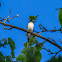 Ashy Minivet