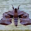 Walnut Sphinx Moth