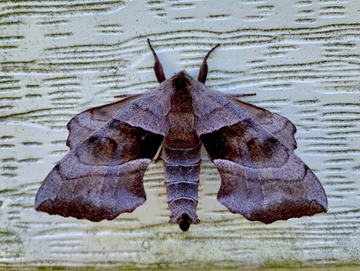 Walnut Sphinx Moth