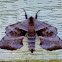 Walnut Sphinx Moth