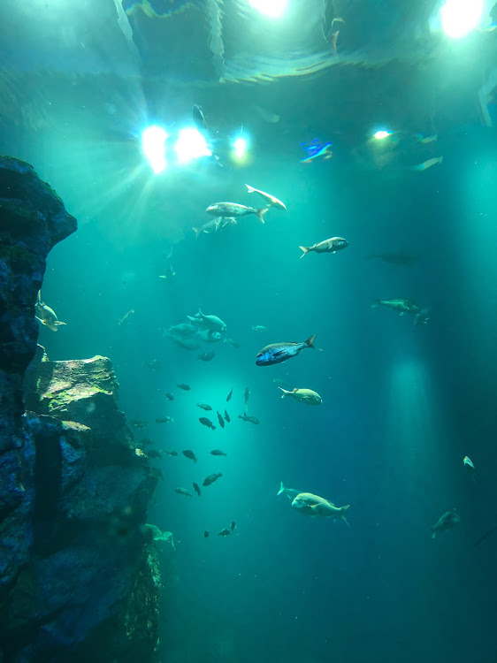 ノートの10月も宜しくお願いします・旅行・水族館・動物園・いつもイイネ&コメントありがとうございます🙇‍♂️に関するカスタム事例の投稿画像5枚目