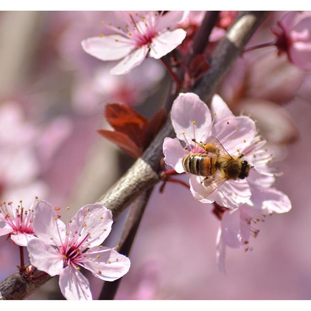   #kings_flora #macro_flowers #loves_united_piemonte #bs_macro_insects #fav_flowers_insects #insects_of_our_world #flowers_shotz #flowersandmacro #bpa_macro #cs_macro #cs_animals #bd_flower #loves_macro #loves_flowers_ #9vaga_macro9 #soul_saves di livingwithmydogs