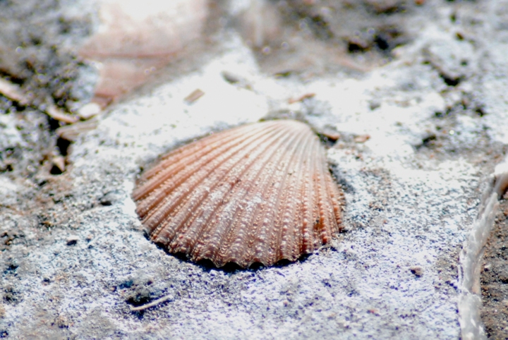 Residui del mare di silvvv