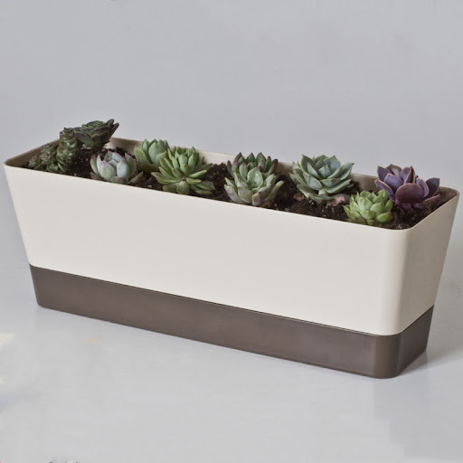 Title 4, Succulent flower pot with tray, perfect for dis...