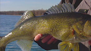 Parade of Impressive Sportfish thumbnail