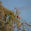 vermilion flycatcher