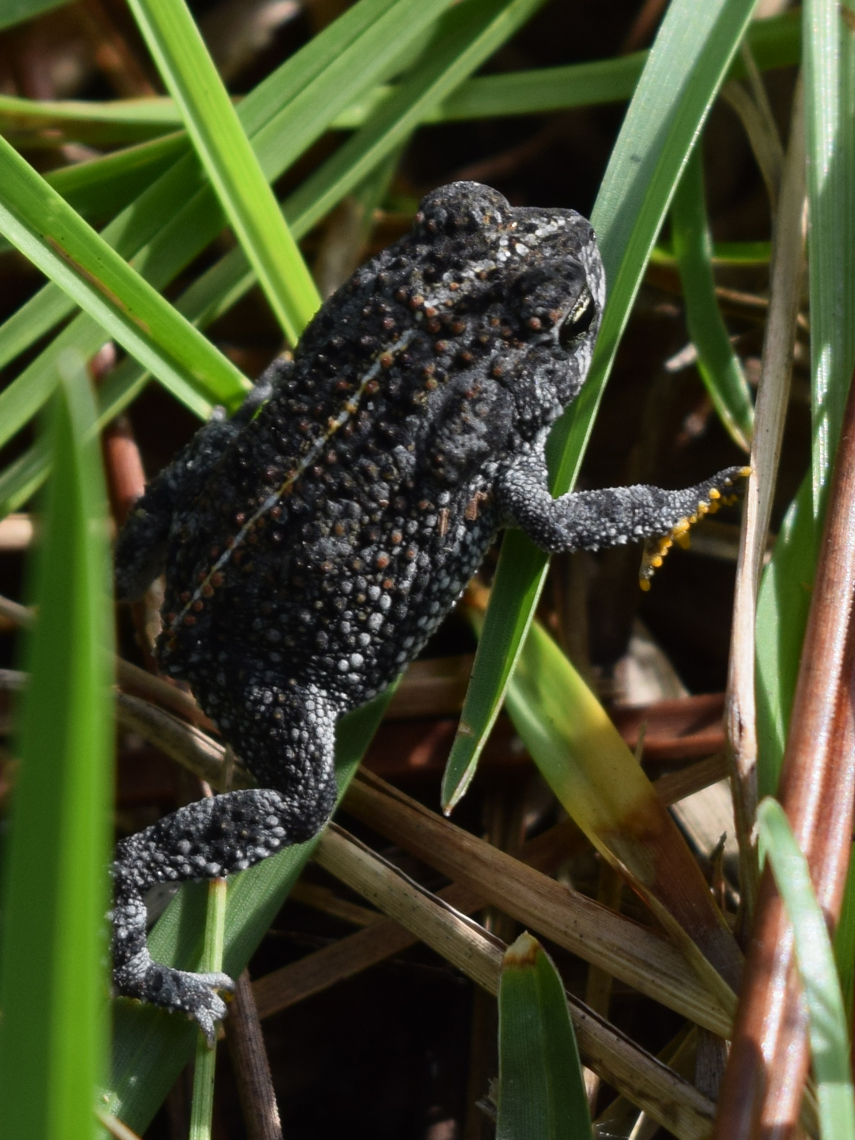 Oak Toad