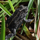 Oak Toad