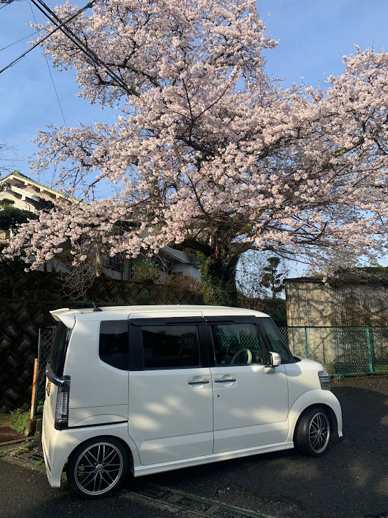 Nボックス+カスタムのうちの駐車場サクラ満開・今日は眠たいよー🤣・いつもイイネ&コメントありがとうございます🙇‍♂️・今朝もセブンでルーティンコーヒーに関するカスタム事例の投稿画像3枚目