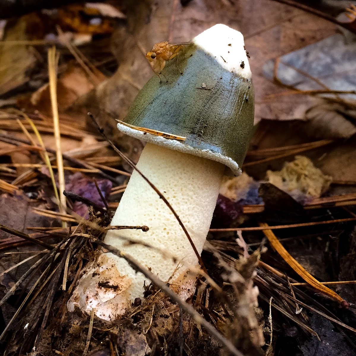 Stinkhorn Mushrooms