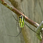 Argyra Orbweaver