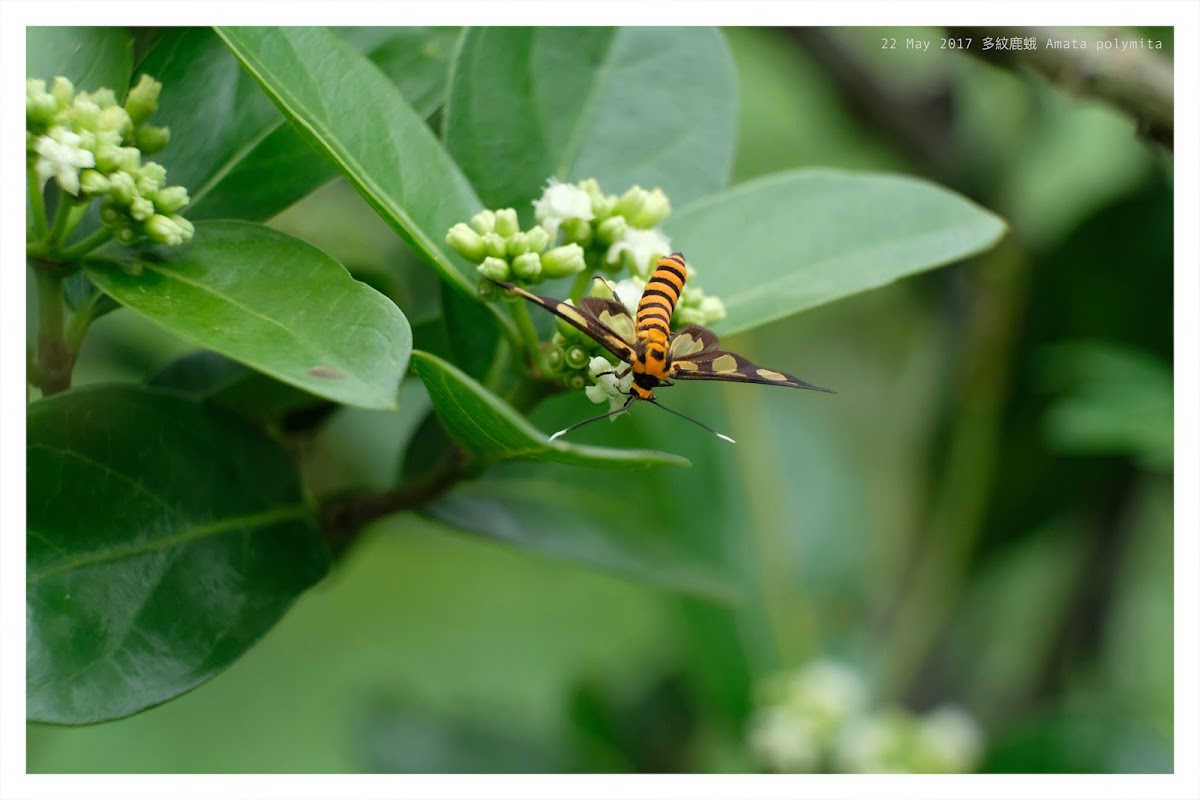 Amata polymita 多紋鹿蛾