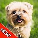 Download Books on the education of dogs For PC Windows and Mac 1.0