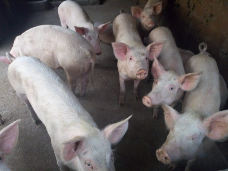 Four-month-old piglets in their unit.